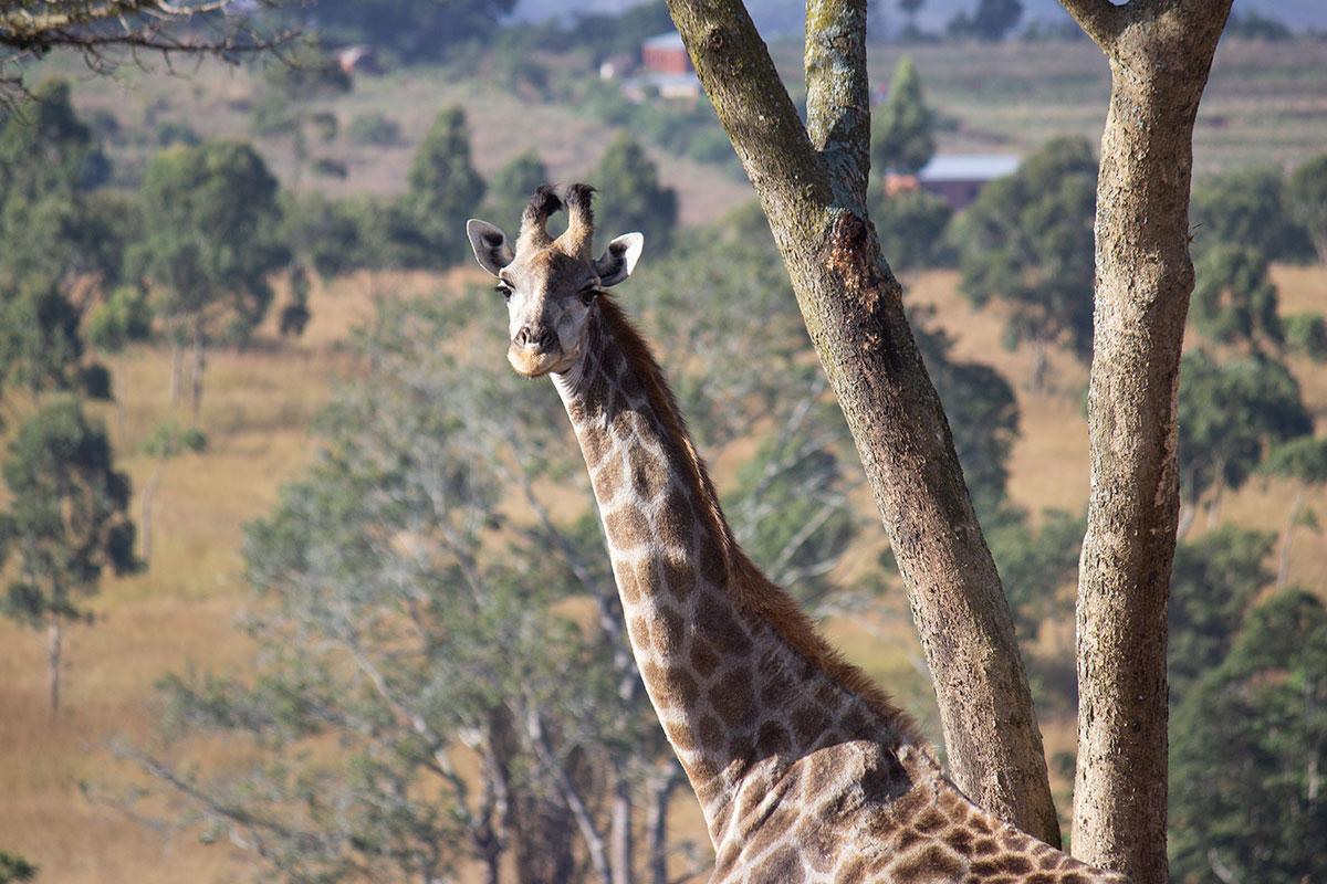 Giraffes at golden hour near Chimwenya Game Park