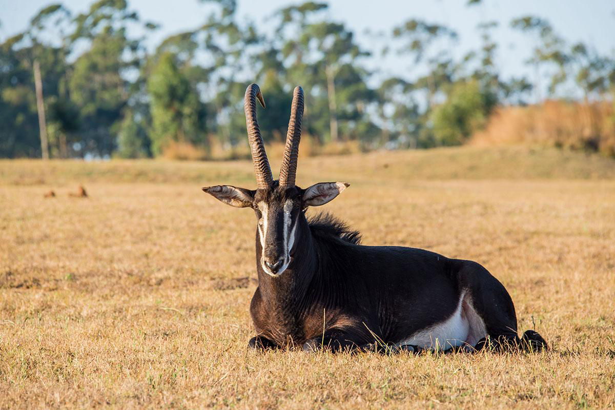 Sable antelope resting at Chimwenya Game Park