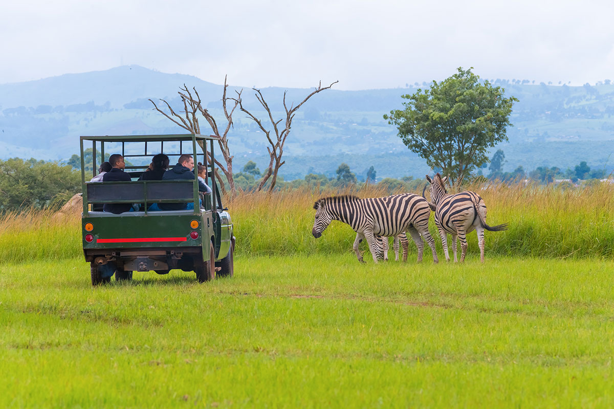 Safari game drive vehicle approaching zebras